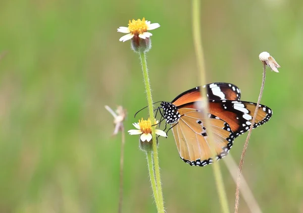Крупним Планом Красивий Метелик Свіжому Природному — стокове фото