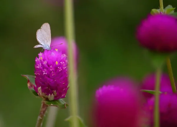Крупним Планом Красивий Метелик Свіжій Природі — стокове фото