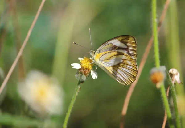 Close Beautiful Butterfly Fresh Natural — Stock Photo, Image