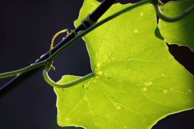 doğada coccinia taze yaprak kadar kapatın