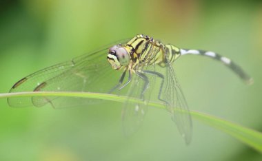 taze doğanın güzel yusufçuk kapatın