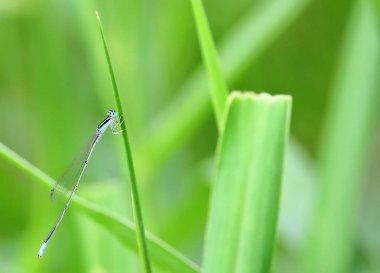 taze doğal güzel yusufçuk kapatın