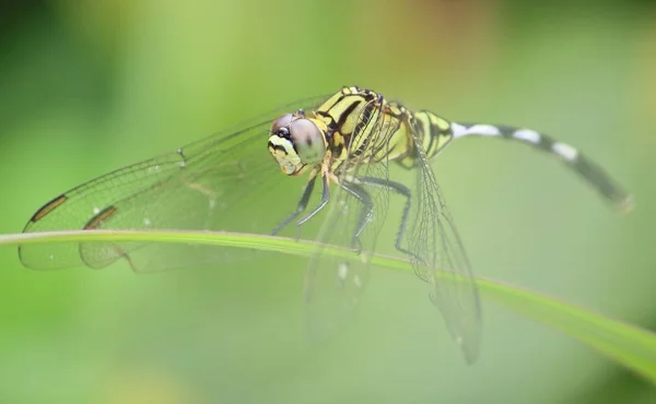 关闭美丽的蜻蜓在新鲜的自然 — 图库照片