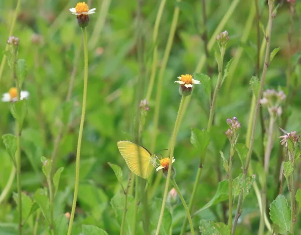 Gros Plan Beau Papillon Dans Frais Naturel — Photo