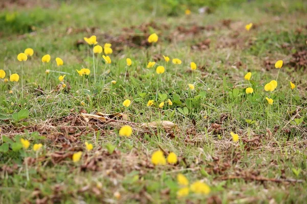 Bella Arachide Giallo Pinto Fresco Naturale — Foto Stock