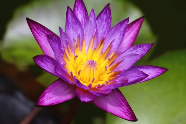 Beautiful Purple Waterlily Fresh Natural — Stock Photo, Image