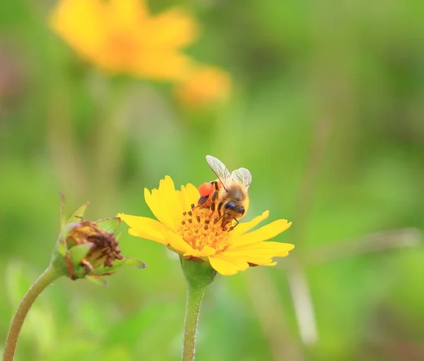 Stäng Upp Vackra Och Blomma Naturlig — Stockfoto