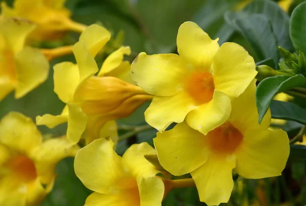 Mooie Verse Bloemen Van Gele Allamanda Natuurlijke — Stockfoto