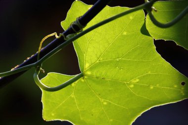 doğada coccinia taze yaprak kadar kapatın