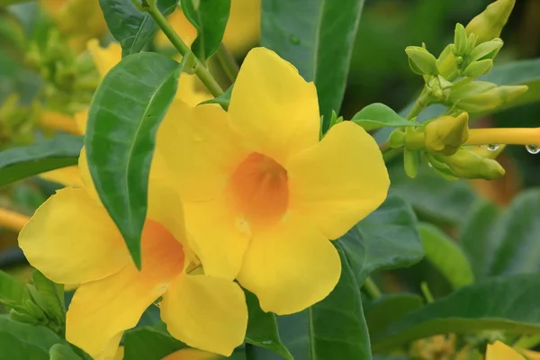 Gyönyörű Sárga Allamanda Kertben Közelről — Stock Fotó