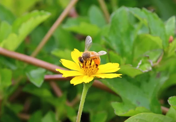 Крупним Планом Красива Бджола Квітка Природі — стокове фото