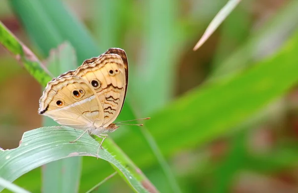 Крупним Планом Красивий Метелик Свіжому Природному — стокове фото