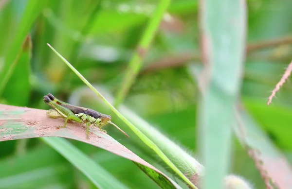 Beautiful Young Grasshopper Fresh Nature — Stock Photo, Image