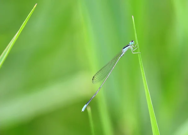 关闭美丽的蜻蜓在新鲜自然 — 图库照片