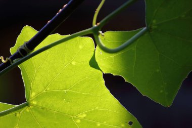 doğada coccinia taze yaprak kadar kapatın