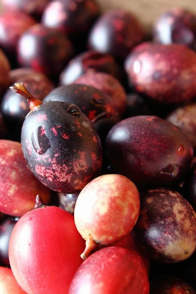 Frische Karonda Frucht Für Gesundheitskraut Thailand — Stockfoto