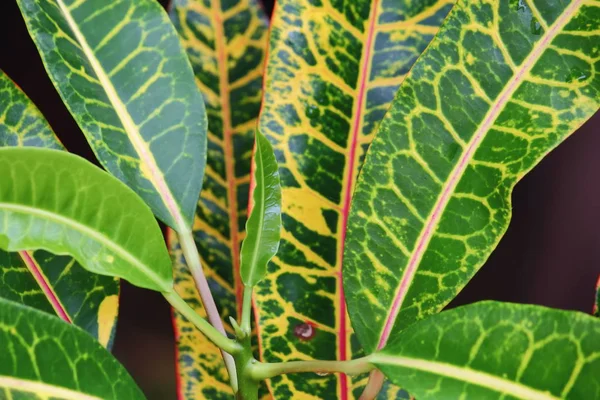 Beautiful Texture Leaf Croton Fresh Nature — Stock Photo, Image