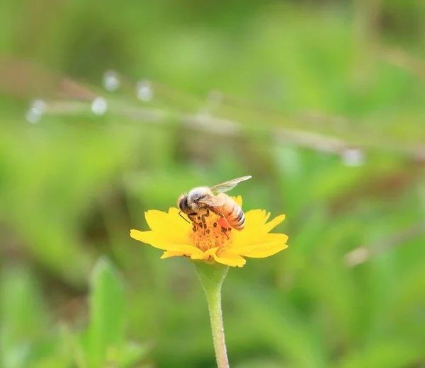 Εσωτερικη Όμορφη Μέλισσα Και Λουλούδι Στη Φύση — Φωτογραφία Αρχείου