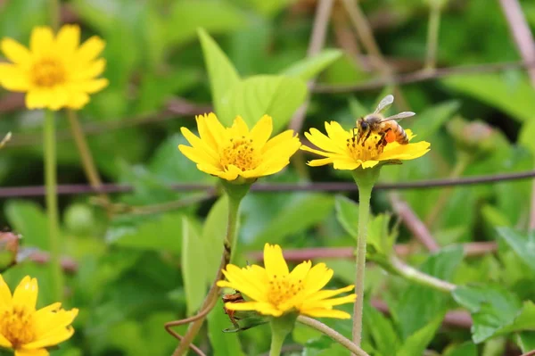 在自然界中关闭美丽的蜜蜂和花朵 — 图库照片