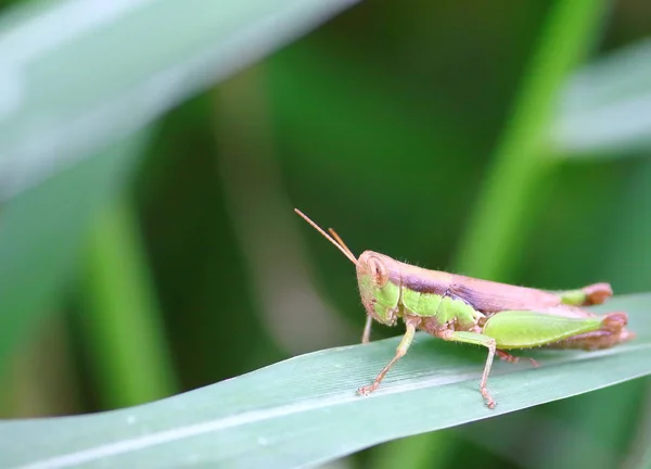 Beautiful Young Grasshopper Fresh Nature — Stock Photo, Image