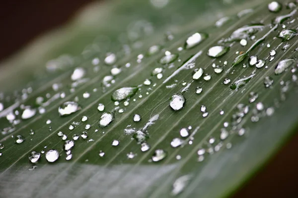 Färskt Vatten Droppar Gröna Blad Naturlig — Stockfoto