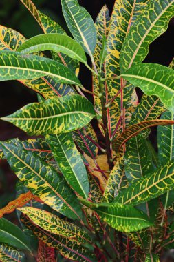 güzel yaprak Kroton taze doğada dokusuna