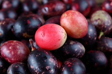 taze karonda meyve sağlık ot Tayland için