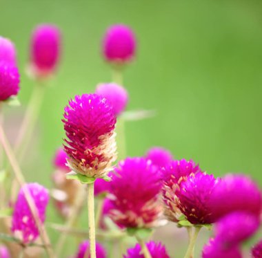 güzel küre Mor çiçek taze zemin üzerine doğada