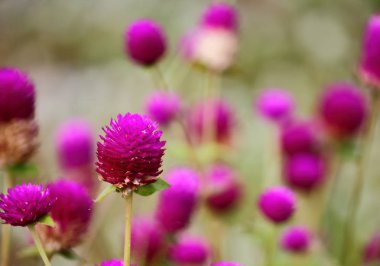 güzel küre Mor çiçek taze zemin üzerine doğada