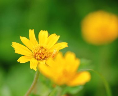 güzel Singapur dailsy çiçekler taze bahçe zemin üzerine