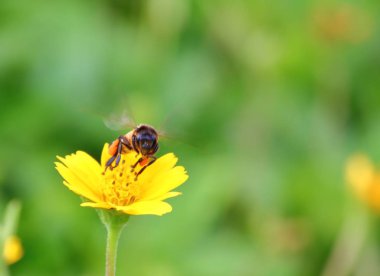 arka plan bahçe içinde güzel taze çiçek arıya