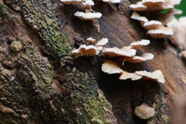 taze mantar ot ve vejetaryen taze ormandaki
