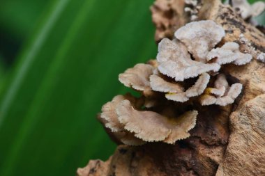 taze mantar ot ve vejetaryen taze ormandaki