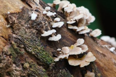 taze mantar ot ve vejetaryen taze ormandaki