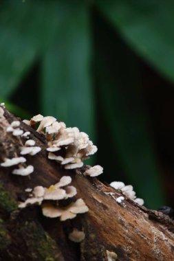 taze mantar ot ve vejetaryen taze ormandaki