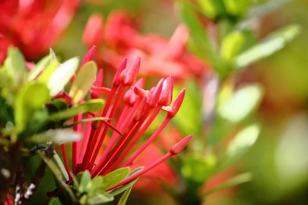 Schöne Rote Stachelblume Frischer Natur Auf Hintergrund — Stockfoto