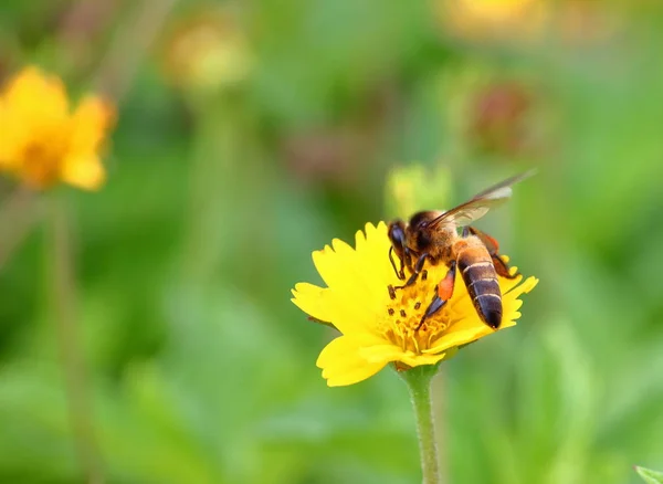 Méhek Kertben Háttér Gyönyörű Friss Virág — Stock Fotó