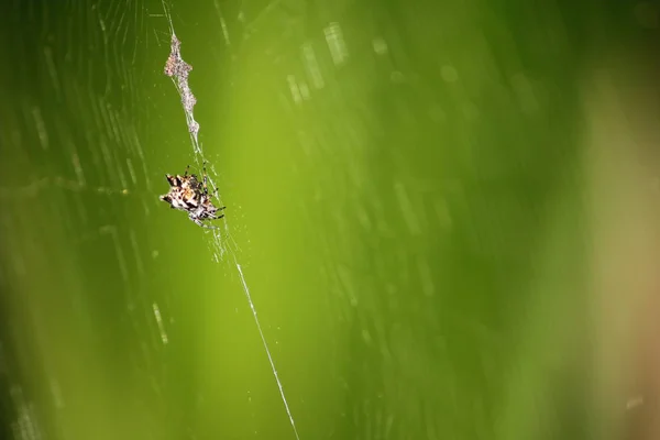 Danger Araignée Dans Nature Fraîche Avec Insecte Dans Faune — Photo