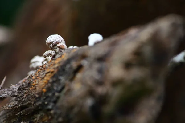 Fresh Mushroom Herb Vegetarian Fresh Forest — Stock Photo, Image