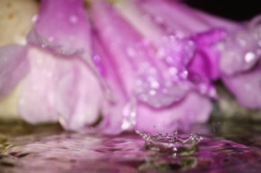 güzel taze damla su arka plan üzerinde taze doğada