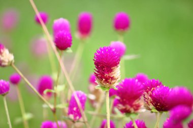 güzel küre Mor çiçek taze zemin üzerine doğada