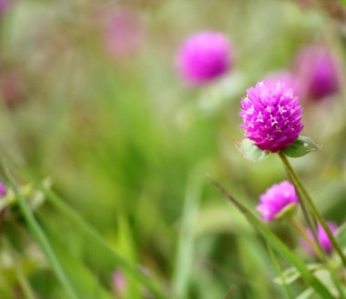 güzel küre Mor çiçek taze zemin üzerine doğada
