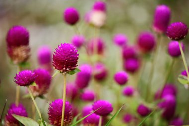 güzel küre Mor çiçek taze zemin üzerine doğada