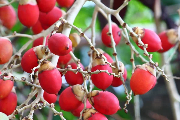 fresh red palm fruits on palm tree in garden