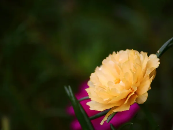 Hermosa Flor Verdolaga Común Jardín Fresco Fondo —  Fotos de Stock