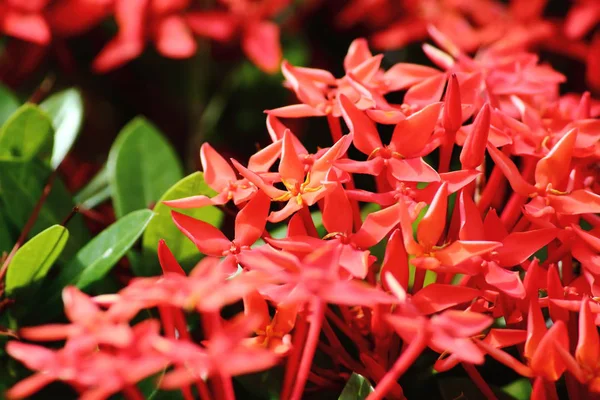 Mooie Rode Piek Bloem Frisse Natuur Achtergrond — Stockfoto