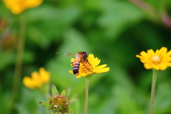 Abeja Hermosa Flor Fresca Jardín Fondo —  Fotos de Stock