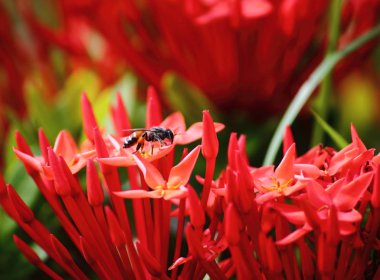 güzel kırmızı spike çiçek arka plan üzerinde taze doğada