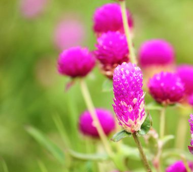 güzel küre Mor çiçek taze zemin üzerine doğada