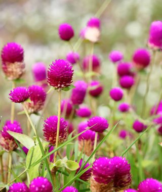 güzel küre Mor çiçek taze zemin üzerine doğada